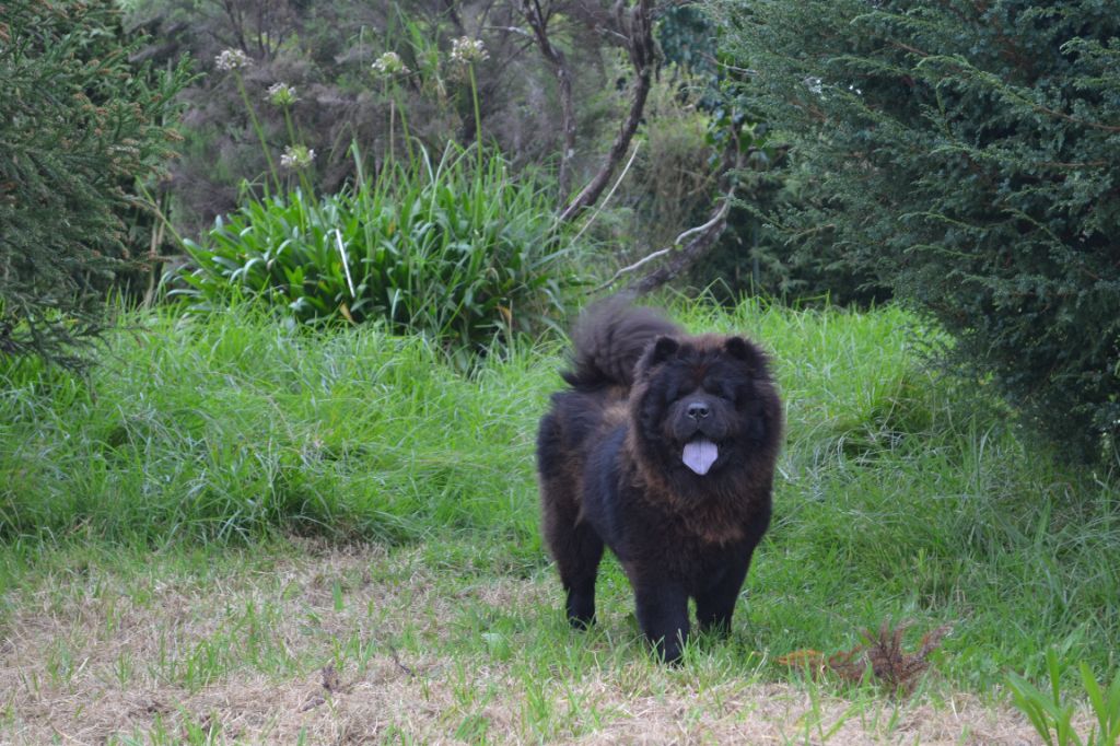 Publication : Des Samouraïs De La Fournaise Auteur : samouraïs de la fournaise