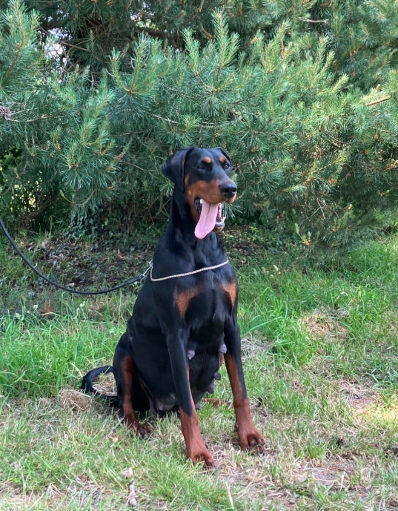 Publication : De Courteval 