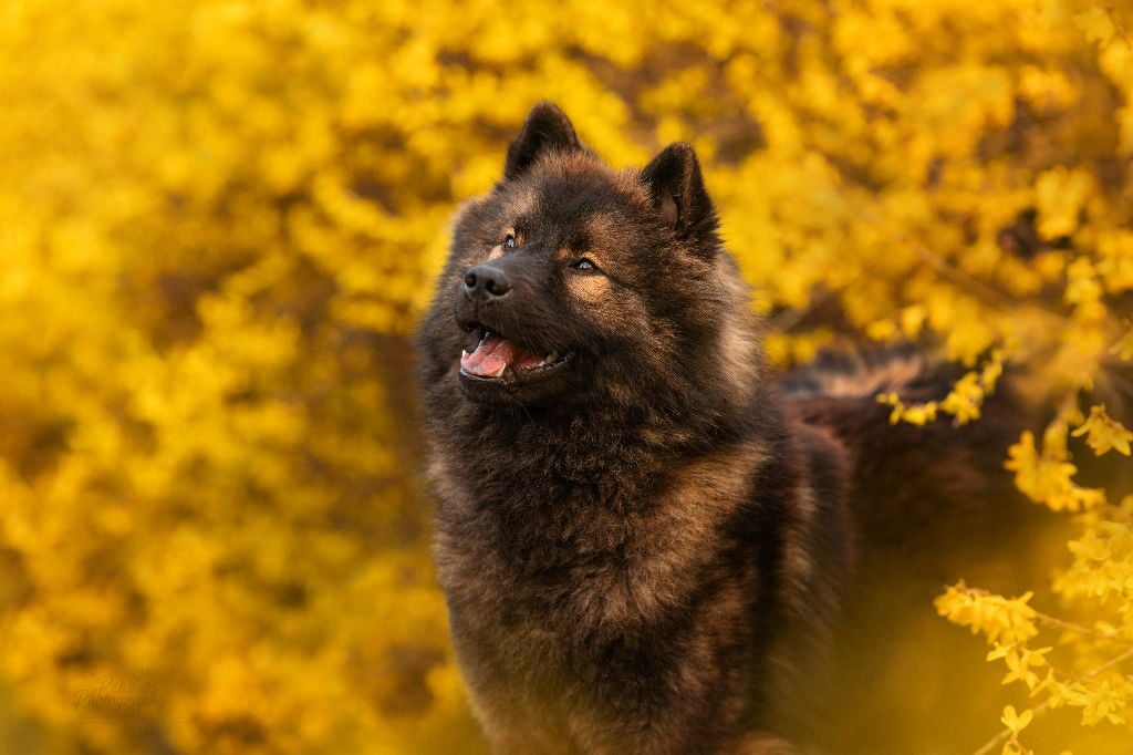 Publication : Les Constellations Au Clair De Lune Auteur : Pet's Photography