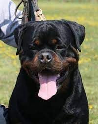 Lucky of kinder's royal rott
