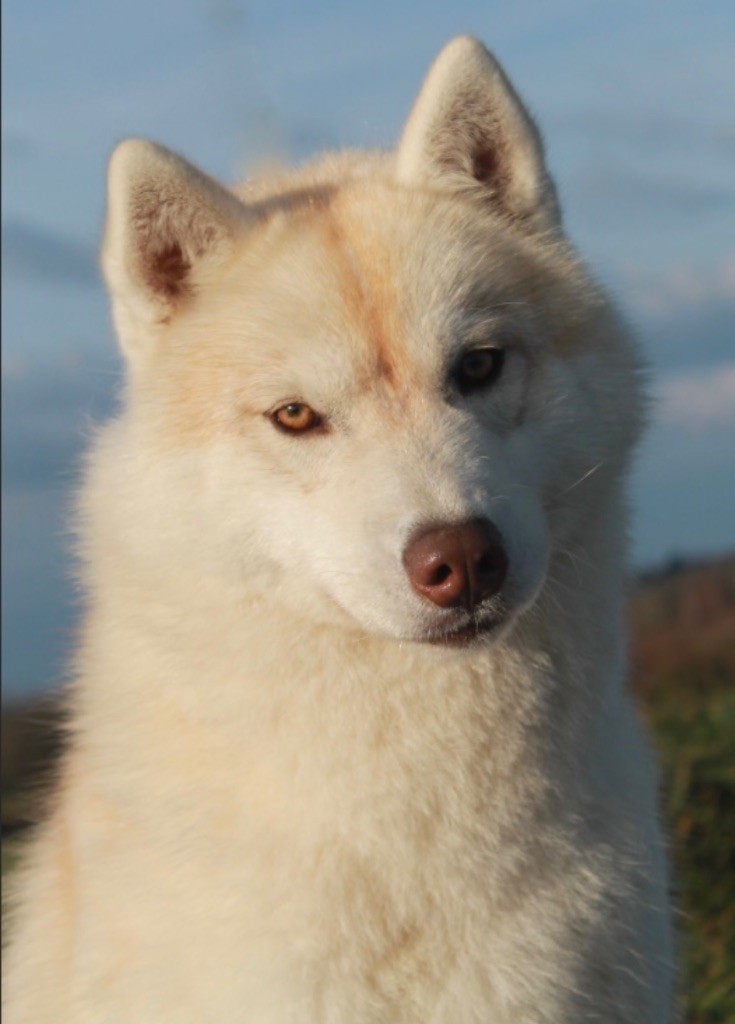 Rising star Of Siberian Forest Wolves