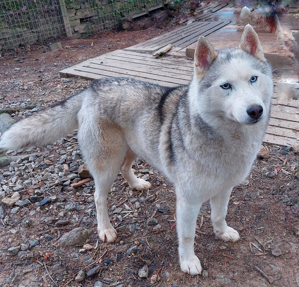 Publication : Des Brumes de Brocéliande