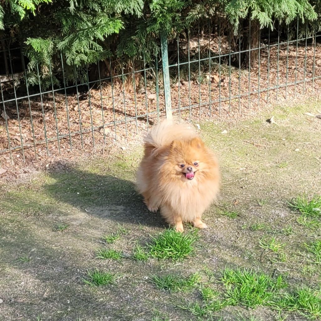 Publication : du Diamant d'Or 