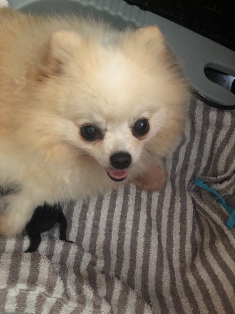 Publication : Du Jardin De Louval 