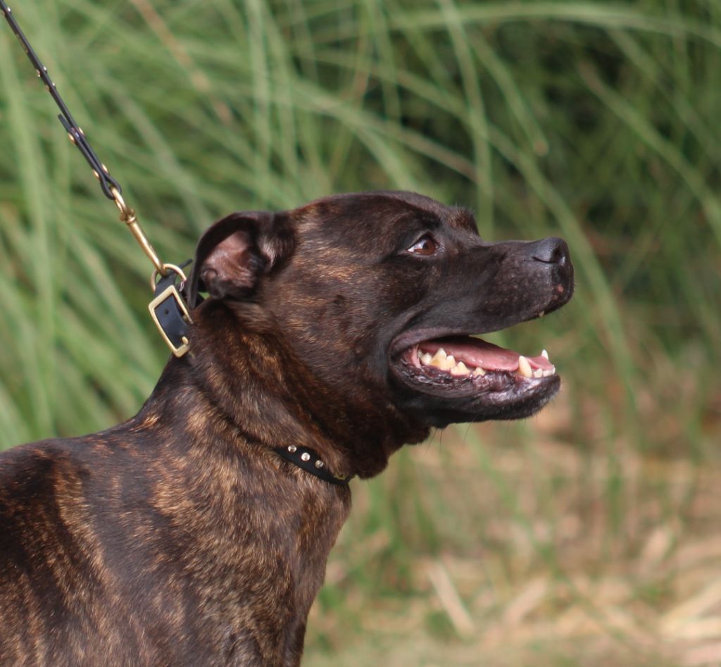 Publication : De Rockstar Dog 