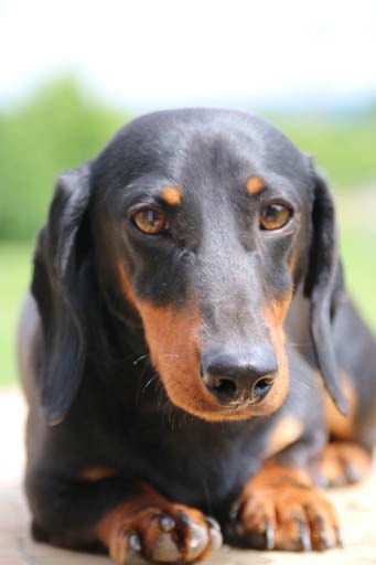 Publication : de la Garenne en Hurepoix Auteur : V.POMPAR