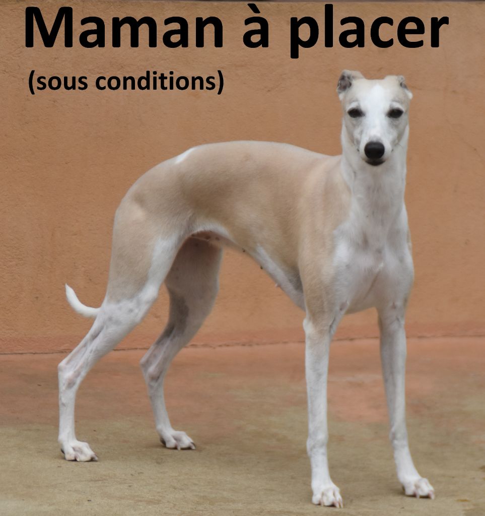 Publication : Des Filles D'eole