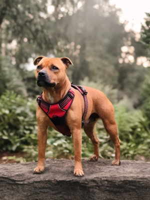 Étalon Staffordshire Bull Terrier - Sookie Du Domaine De Neilganne