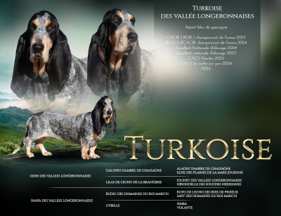 Étalon Basset bleu de Gascogne - Turkoise des vallées longeronnaises