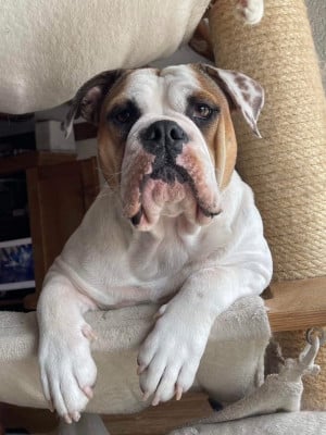 Étalon Bulldog continental - Tequila Du Verger Des Baroudeuses