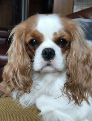 Étalon Cavalier King Charles Spaniel - Tartine De La Vallée Du Montois