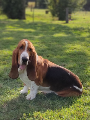 Étalon Basset Hound - Umberto dit gustave Des sources sacrees