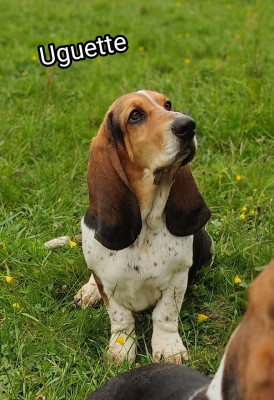 Étalon Basset Hound - Uguette Des sources sacrees