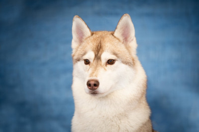 Étalon Siberian Husky - Untamed love Who Play With Moonlight