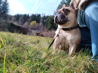 Étalon Bouledogue français - Sweety des gardiens de Leana