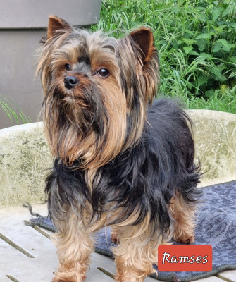Étalon Yorkshire Terrier - Ramses (Sans Affixe)