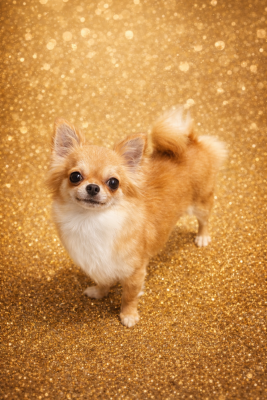 Étalon Chihuahua - Totally spie Des Bandits De Tula