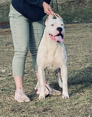 Étalon Dogo Argentino - Torrida des sphinx du clair de lune