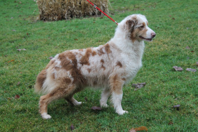 Étalon Berger Australien - United Du rivage des mille etangs