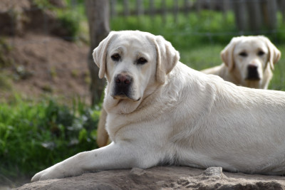 Étalon Labrador Retriever - Twiny Du Moulin Sault