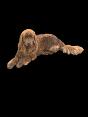 Étalon Terre-neuve - Thais Du Hameau Des Nours