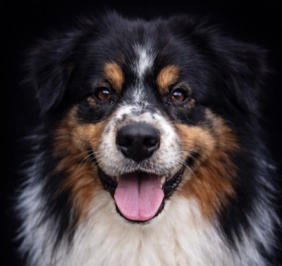 Étalon Berger Australien - Out of alaska du glacier des pandas