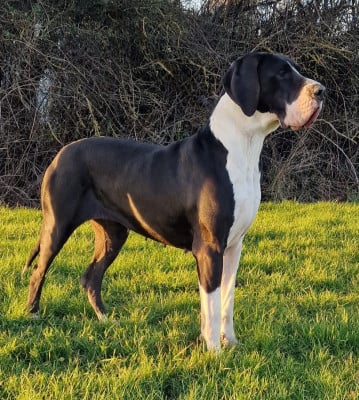 Étalon Dogue allemand - Zia das terras de atomun