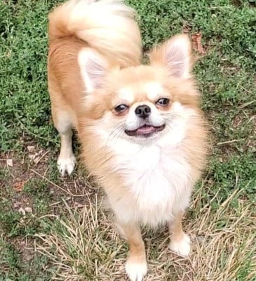 Étalon Chihuahua - Ubysse Du Domaine Des Thibouw D'Argent