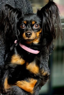 Étalon Russkiy Toy (Petit Chien Russe) - CH. toyrepublic Infiniti