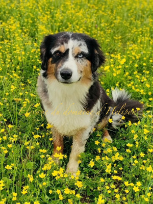 Étalon Berger Américain Miniature - Smoothie Du Domaine D'Helipon