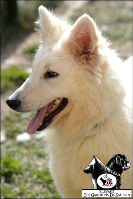 Étalon Berger Blanc Suisse - Tixie Des Gardiens De Sauron