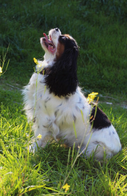 Étalon Cavalier King Charles Spaniel - Rya Des Senteurs De Provence