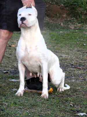 Étalon Dogo Argentino - Torrida des sphinx du clair de lune