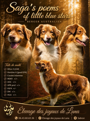 Étalon Berger Australien - Saga's poems Of Little Blue Stars