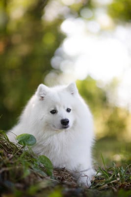 Étalon Spitz japonais - CH. Théodore Archie De La Forêt D'innamuramentu