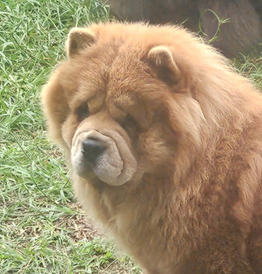 Étalon Chow Chow - Intense Island Chow Tinker bell