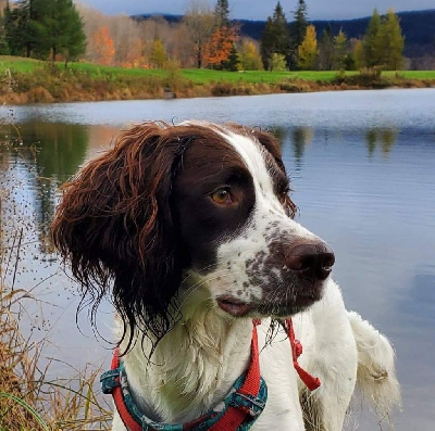 Étalon Epagneul Français - Kahwa rafale du nordet