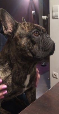 Sir pétrus des gardiens de Leana