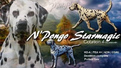 Étalon Dalmatien - Starmagic N'pongo