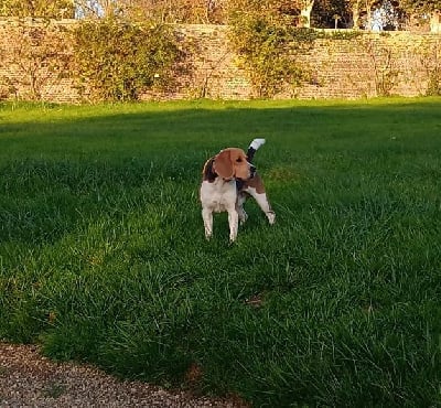 Étalon Beagle - Rio Du haut de crecy