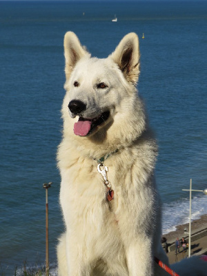 Étalon Berger Blanc Suisse - Agkdog rafal (Sans Affixe)