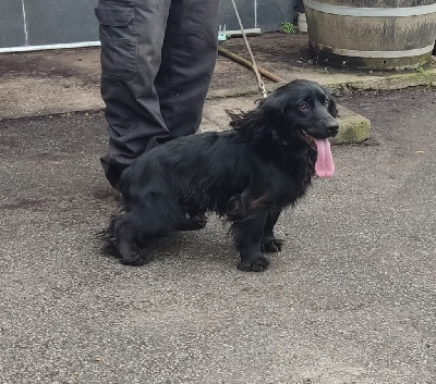 Étalon Cocker Spaniel Anglais - Fast Road Spencer