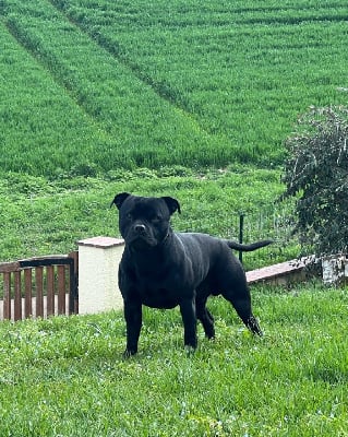 Étalon Staffordshire Bull Terrier - Paco (Sans Affixe)