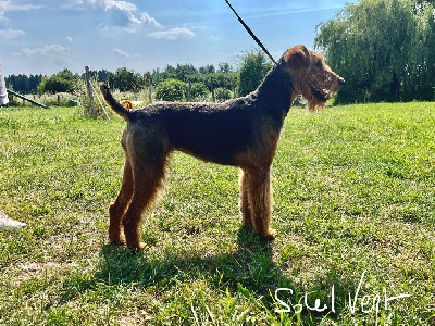 Étalon Airedale Terrier - Peppa d'al Grand Del Pastel