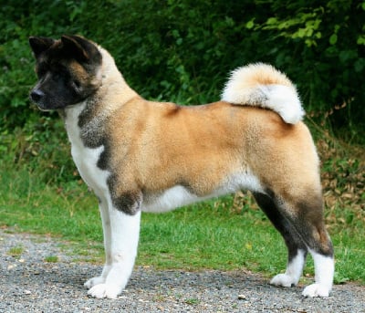 Étalon Akita americain - CH. Sendosan Osiris