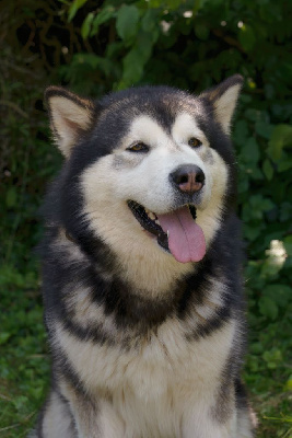 Étalon Alaskan Malamute - Rustik snow creek of Blue Track