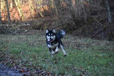 Étalon Alaskan Malamute - Song to say goodbye of Blue Track