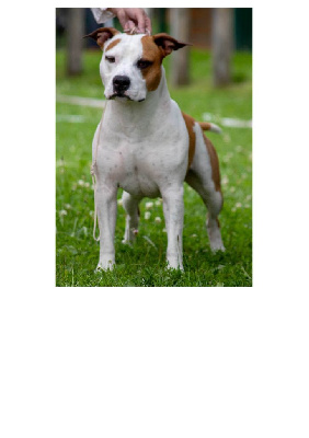 Étalon American Staffordshire Terrier - CH. Thoresteel Rainbow colors