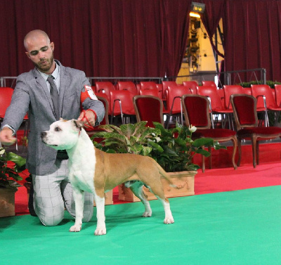Étalon American Staffordshire Terrier - French Challenger Thor
