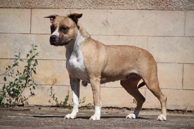 Étalon American Staffordshire Terrier - Purple sweet lone star du temple de Gaïa
